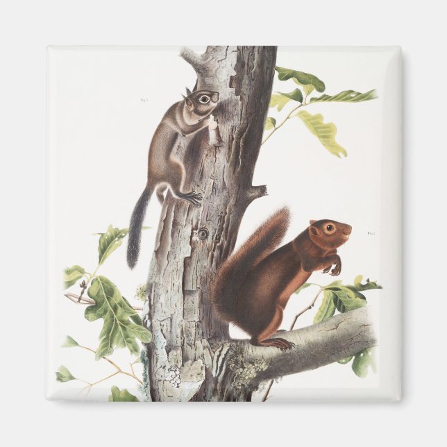 Fremonts ekorre och Sooty Squirrel Illustration Magnet (Framsidan)