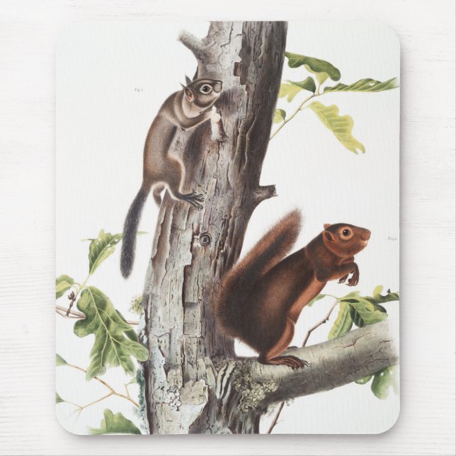 Fremonts ekorre och Sooty Squirrel Illustration Musmatta (Framsidan)