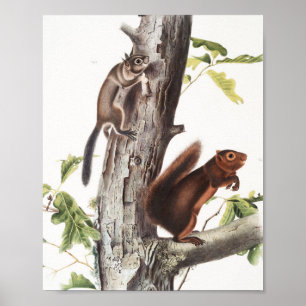 Fremonts ekorre och Sooty Squirrel Illustration Poster