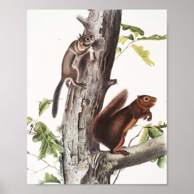 Fremonts ekorre och Sooty Squirrel Illustration Poster (Framsidan)