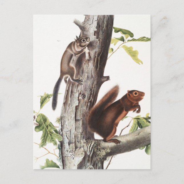 Fremonts ekorre och Sooty Squirrel Illustration Vykort (Framsida)