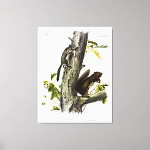 Fremonts ekorre, Sooty Squirrel, av Audubon Canvastryck