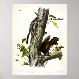 Fremonts ekorre, Sooty Squirrel, av Audubon Poster