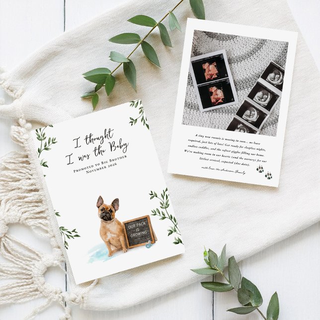 French Bulldog Dog Pregnancy Announcement Meddelande (Skapare uppladdad)