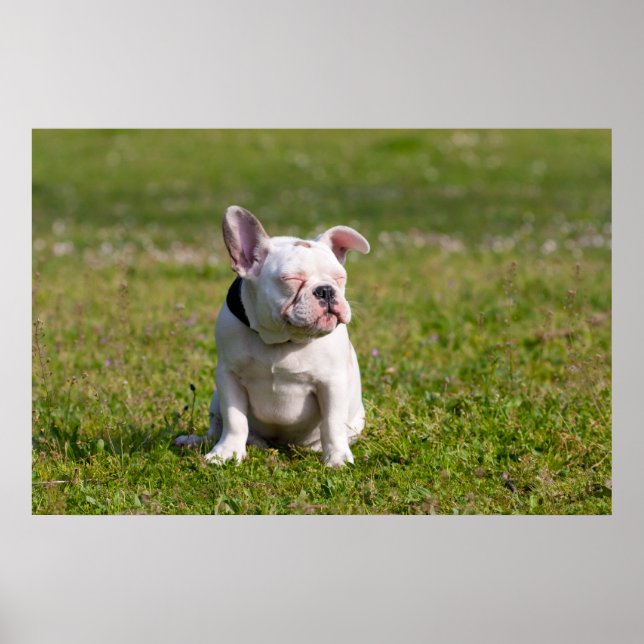 French Bulldog Poster (Framsidan)