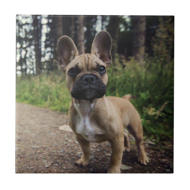 French Bulldog Throw Pillow Kakelplatta (Framsidan)