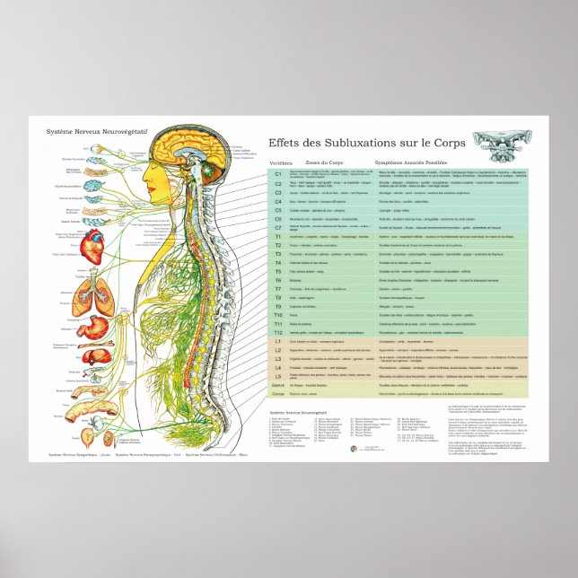 French Subluxation Spinal Nerves ANS Chart Poster (Framsidan)