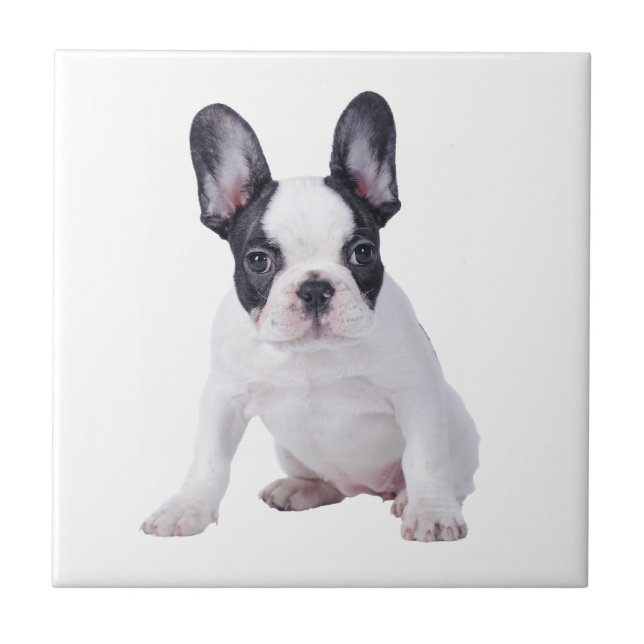 Frenchie - Fransk bulldog puppy Kakelplatta (Framsidan)