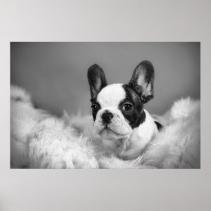 Frenchie - Fransk bulldog puppy Poster