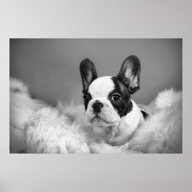 Frenchie - Fransk bulldog puppy Poster (Framsidan)