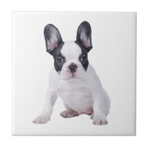 Frenchie - fransk bulldoggvalp kakelplatta