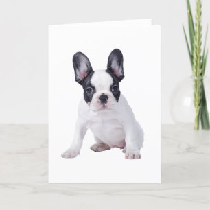 Frenchie - fransk bulldoggvalp kort