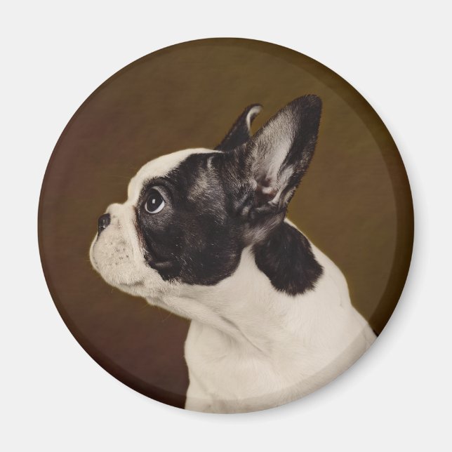 Frenchie Magnet (Framsidan)