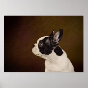 Frenchie Poster