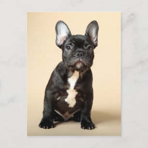 Frenchie Puppy Vykort