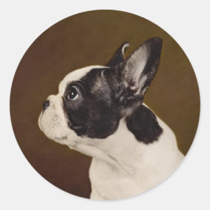 Frenchie Runt Klistermärke