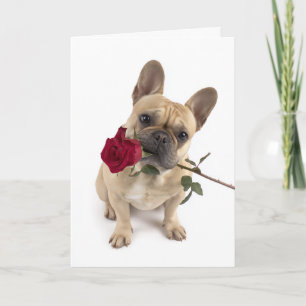 Frenchie Valentine – Stor kärlek i ett litet paket Kort