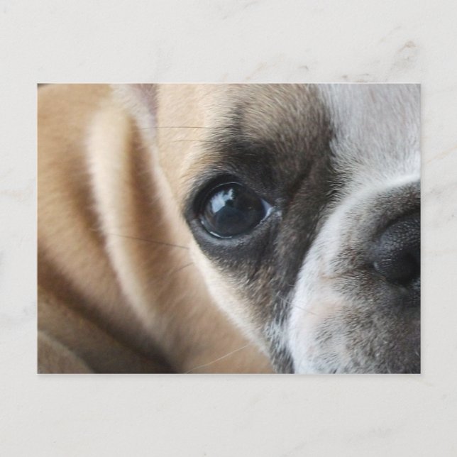 Frenchton Puppy Ansikte Closeup Vykort (Framsida)