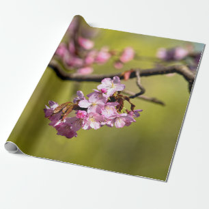 Fresh Sakura Flowers On Grönt Presentpapper