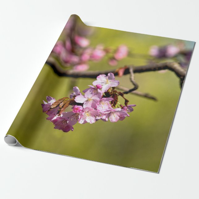 Fresh Sakura Flowers On Grönt Presentpapper (Utrullad)