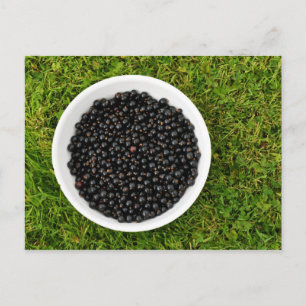 Freshly Picked Blackcurrants Vykort