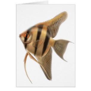 Freshwater Angelfish Card Hälsningskort