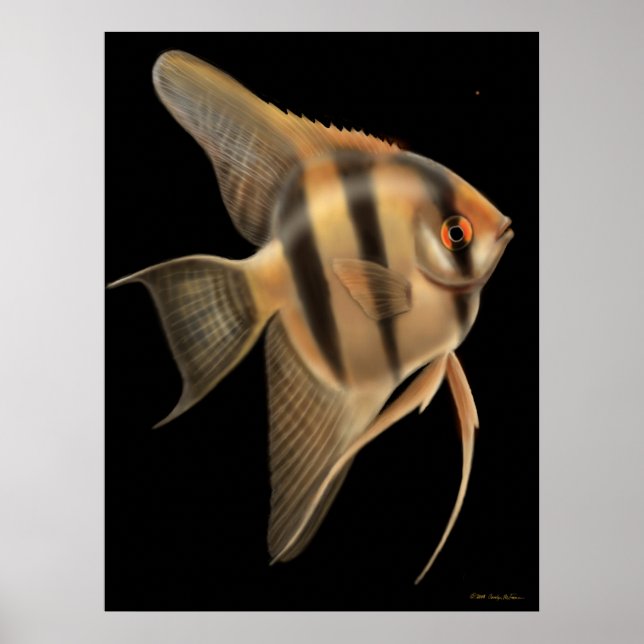 Freshwater Angelfish Poster (Framsidan)