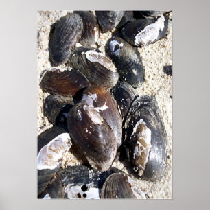 Freshwater Clam Snäckors Poster