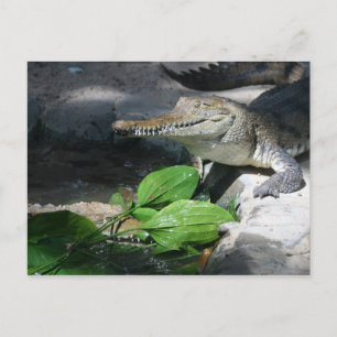 Freshwater Crokodile Vykort