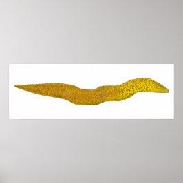 Freshwater Moray Poster
