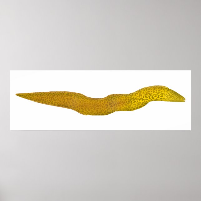 Freshwater Moray Poster (Framsidan)