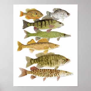 Freshwater-priser Poster