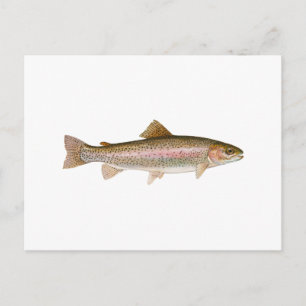 Freshwater Rainbow Trout Vykort