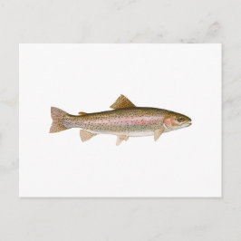 Freshwater Rainbow Trout Vykort
