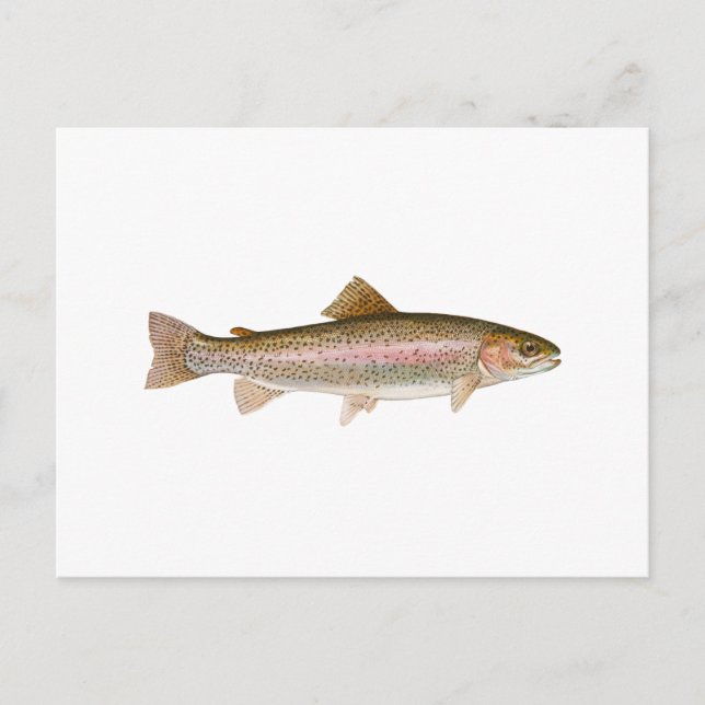 Freshwater Rainbow Trout Vykort (Framsida)
