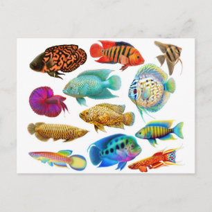 Freshwater Tropical Fish 2011 Pocket Calendar Vykort
