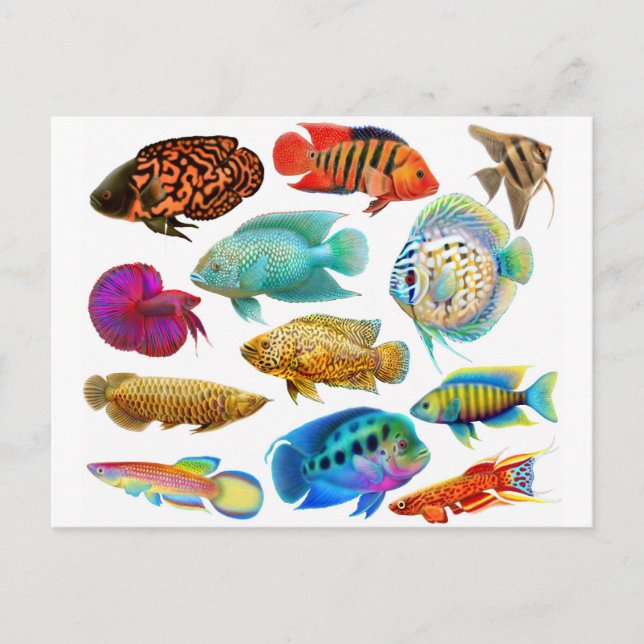 Freshwater Tropical Fish 2011 Pocket Calendar Vykort (Framsida)