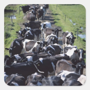 Fresian Dairy Cows, Await Milking, Co Laois Fyrkantigt Klistermärke