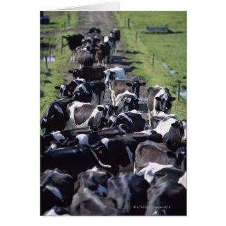 Fresian Dairy Cows, Await Milking, Co Laois Hälsningskort