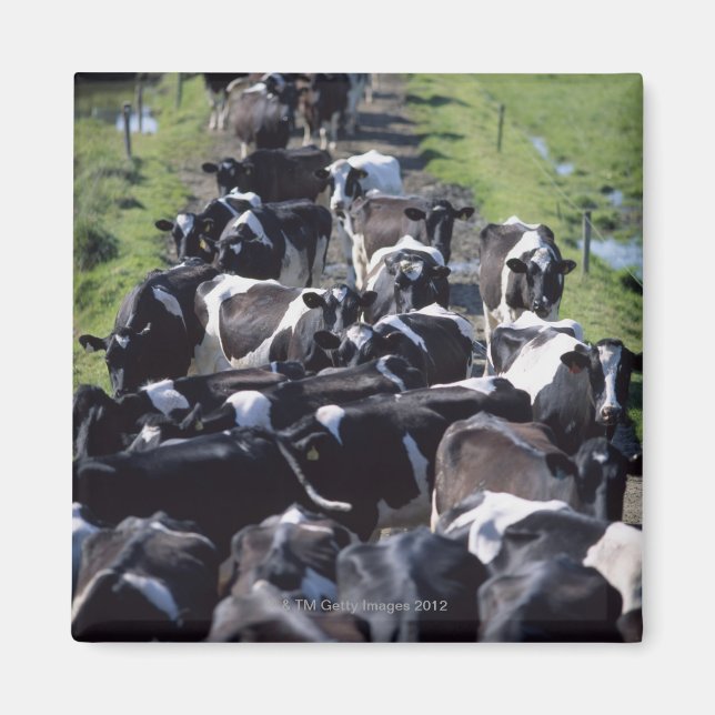 Fresian Dairy Cows, Await Milking, Co Laois Magnet (Framsidan)