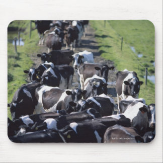 Fresian Dairy Cows, Await Milking, Co Laois Musmatta