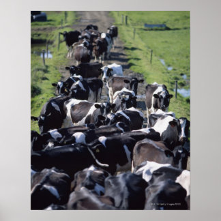 Fresian Dairy Cows, Await Milking, Co Laois Poster