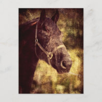 Fresian Horse