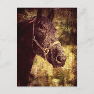 Fresian Horse Vykort