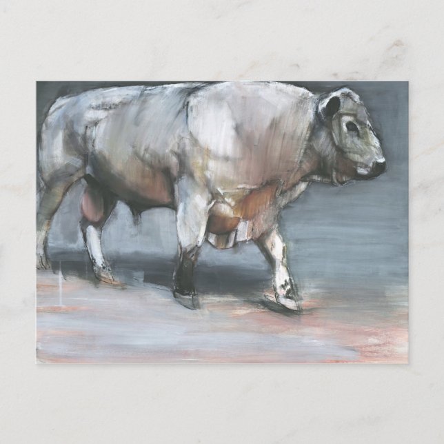 Fresno Galloway-tjur Vykort (Framsida)