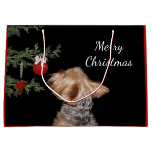 Frestad Yorkie jul
