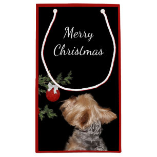 Frestad Yorkie jul