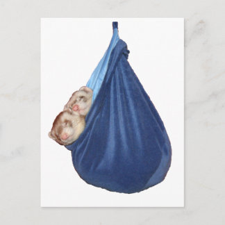 Frettar I En Sövpåse Postkort Vykort