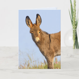 "Fri att ströva" - Greeting Card Kort