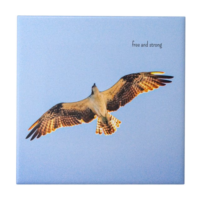 Fri Osprey-konst Kakelplatta (Framsidan)